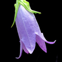 Campanula punctata hyb �Stevie Ray�