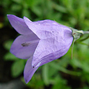 Campanula rotundifolia