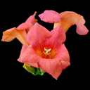 Campsis x tagliabuana 'Madam Galen'