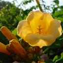Campsis radicans flava