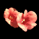 Campsis radicans 'Minnesota Red'