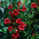 Campsis radicans 'Flamenco'