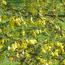 Caragana pygmaea