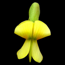 Caragana sinensis