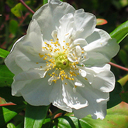 Carpinteria californica