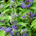 Caryopteris clandonensis 'Grand Bleu'