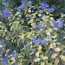 Caryopteris clandonensis 'Summer Sorbet'