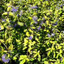 Caryopteris clandonensis 'Sunshine Bleu'