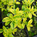 Caryopteris clandonensis 'Summer Sorbet'