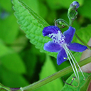 Caryopteris divericata
