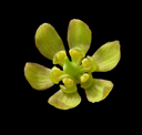 Caulophyllum thalictroides*