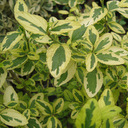 Ceanothus thyrsiflorus 'El Dorado'