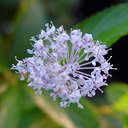 Ceanothus �Gloire de Versailles�