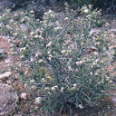 Ceanothus gregii