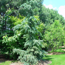 Metasequoia Gly. 'Silhoette'