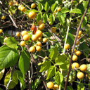 Celastrus scandens