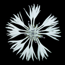 Centaurea montana alba