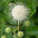 Cephalanthus occidentalis 'Sputnik'