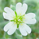 Cerastium alpinum ssp lanatum