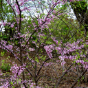 Cercis canadensis Michigan Form
