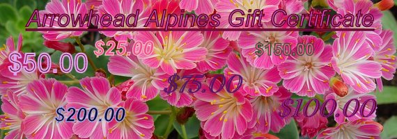 Gift Certificates