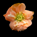 Chaenomeles speciosa 'Cameo'
