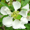 Chaenomeles speciosa 'Contorta'