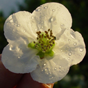 Chaenomeles speciosa 'Jet Trail'