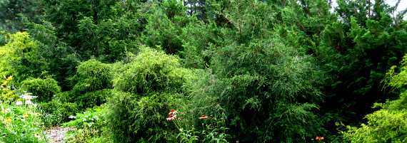 Chamaecyparis - Cryptomeria