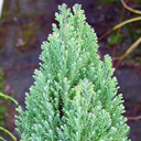 Chamaecyparis lawsoniana 'Ellwood's Pillar'