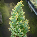 Chamaecyparis lawsoniana 'Blue Surprise'