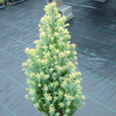 Chamaecyparis lawsoniana 'Treasure Island'