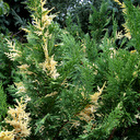 Chamaecyparis nootkatensis 'Variegata�