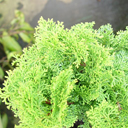 Chamaecyparis obtusa 'Aurea Nana'