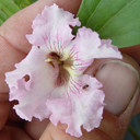Chitalpa x tashkentensis 'Morning Calm'