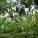 Cimicifuga simplex 'Prichard�s Giant'