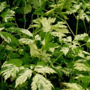 Cimicifuga simplex variegata