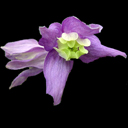 Clematis alpina