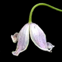 Clematis campaniflora