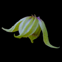 Clematis chiisonensis