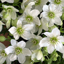 Clematis forsteri