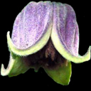 Clematis fusca arch 4.200.810