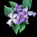 Clematis heracleifolia