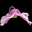 Clematis integrifolia pink