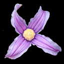 Clematis integrifolia lavender