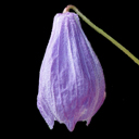 Clematis macropetala hyb