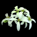 Clematis marmoraria x paniculata 'Lunar Lass'