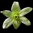Clematis petrei