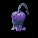 Clematis scotii Clematis scotii