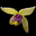 Clematis serratifolia
